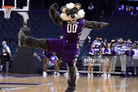 Willie The Wildcat Photos and Premium High Res Pictures - Getty Images