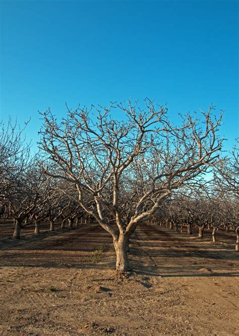 Almond Orchard in Central California Near Bakersfield California Stock Image - Image of billowy ...