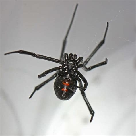 Latrodectus Variolus - Northern Black Widow - USA Spiders