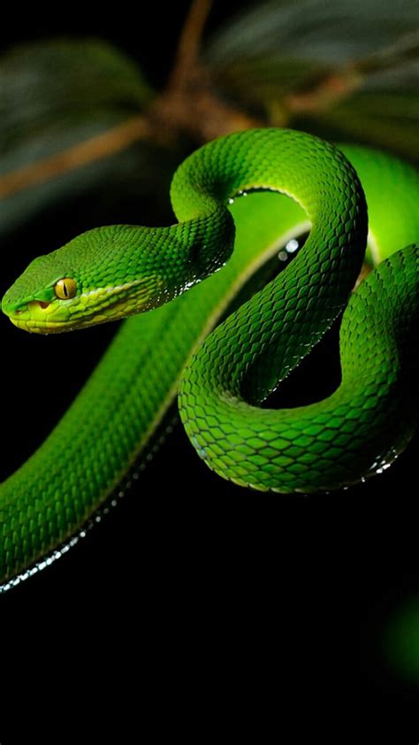 1920x1080px, 1080P free download | Green snake, green, nature, snake ...