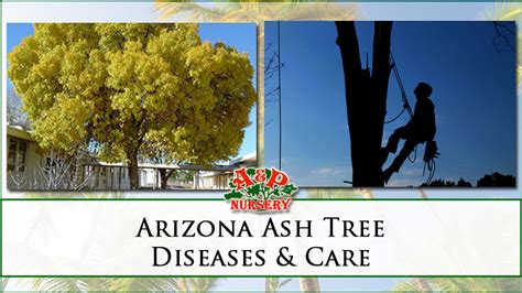 Arizona Ash Tree Diseases & Care - A&P Nursery