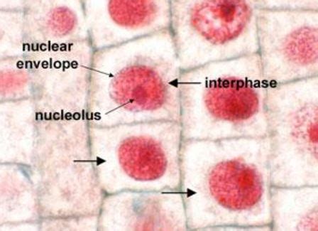 lab 7 - Reproduction - BIO 111L - SCIENTIST CINDY