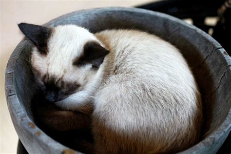 Siamese Cat Sleeping In Basket Stock Images - Image: 29296794