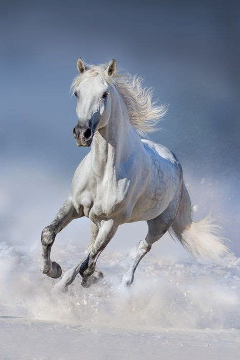 Canvas Art ID=95626475 | Wall Art Prints | Horses in snow, Wild horses running, Horses