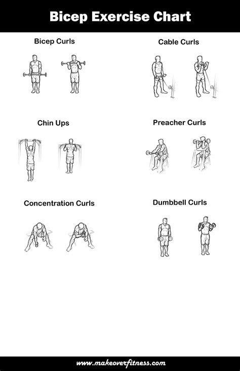 Bicep Exercise Chart