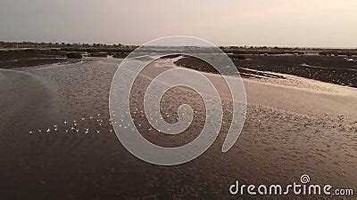 Aerial View of Flamingos Starting Flying Over the Ocean at Sunset in Mussulo Bay, Luanda, Angola ...