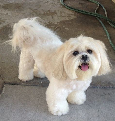 Alex the Happy Dog Grooming - Mid-Wilshire - Los Angeles, CA | Yelp Maltese Haircut, Puppy ...