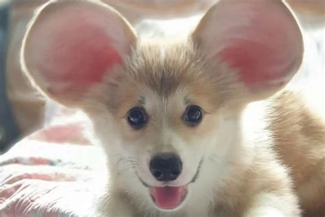 Corgis With Round Ears, Explained - MyFavCorgi