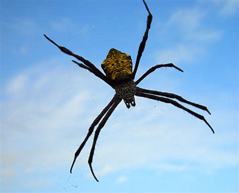 Poisonous Spiders in the Northeast | Sciencing