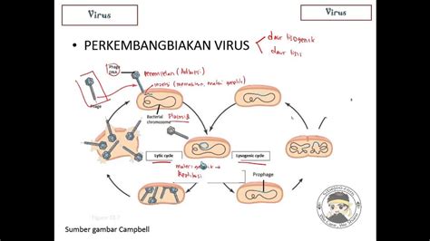 Virus Part 2 reproduksi virus - YouTube