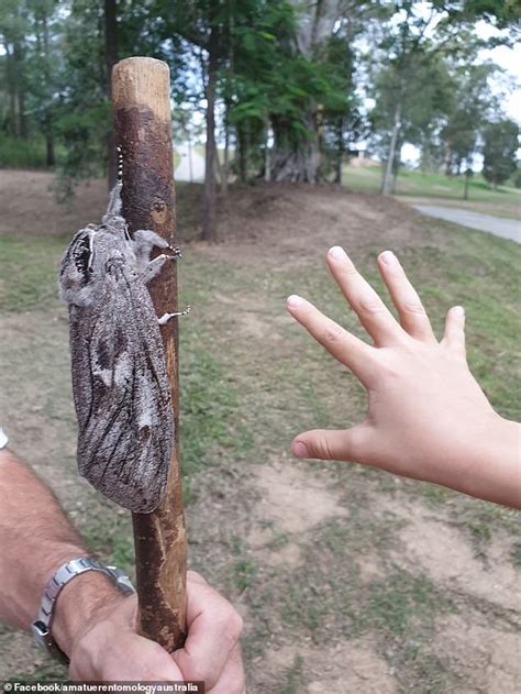 Giant wood moth found in Camp Mountain Brisbane | Daily Mail Online