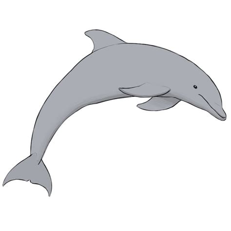 How to Draw a Dolphin - Easy Drawing Art