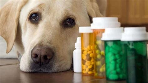 Steroids-how does it influence a dog’s quality of life? - Dogs and Info