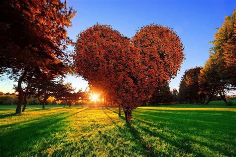 Heart Tree Desktop Wallpapers - Top Free Heart Tree Desktop Backgrounds - WallpaperAccess