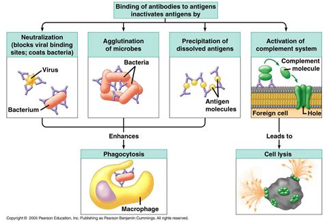 Image result for antigen antibody | Immune system activities, Immune system, Medical school studying