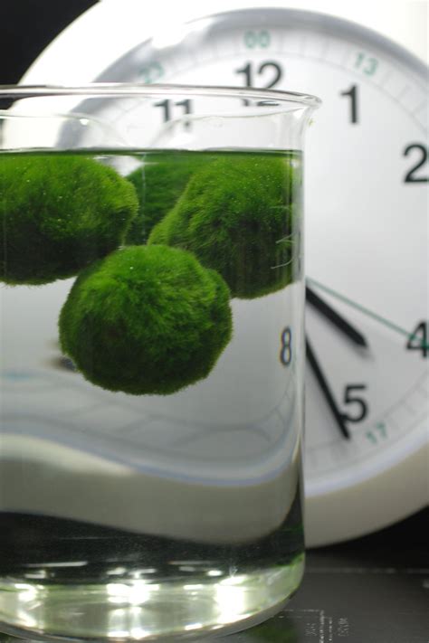 Why do those adorable velvety green “Japanese moss balls” living in your aquarium float during ...