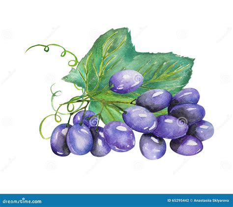 Image of the Watercolor Bunch of Blue Grapes. Painted Hand-drawn in a Watercolor Stock ...