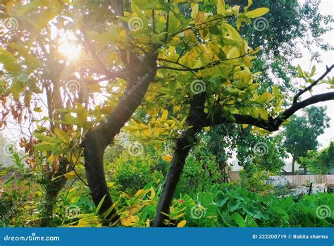 Amrud tree garden stock image. Image of green, branch - 222200719