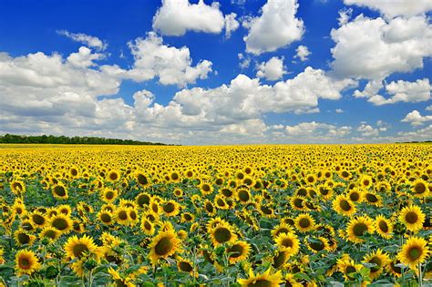 Sunflower Field Backgrounds