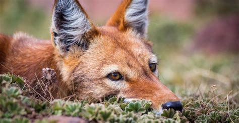 Conservation and research of the Ethiopian wolf | Whitley Award