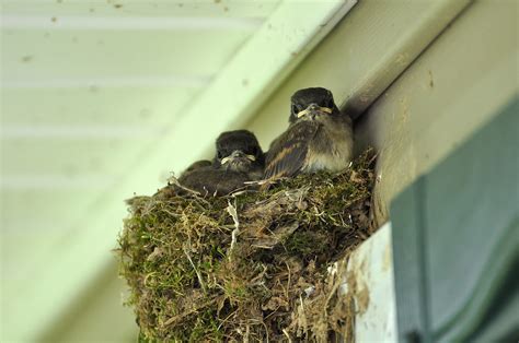 Eastern Phoebe Nest | There were 5 or 6 nestled in the nest … | Flickr