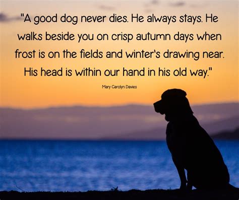 Dog Loss Quotes: 30 Beautiful Sayings to Ease Your Grief