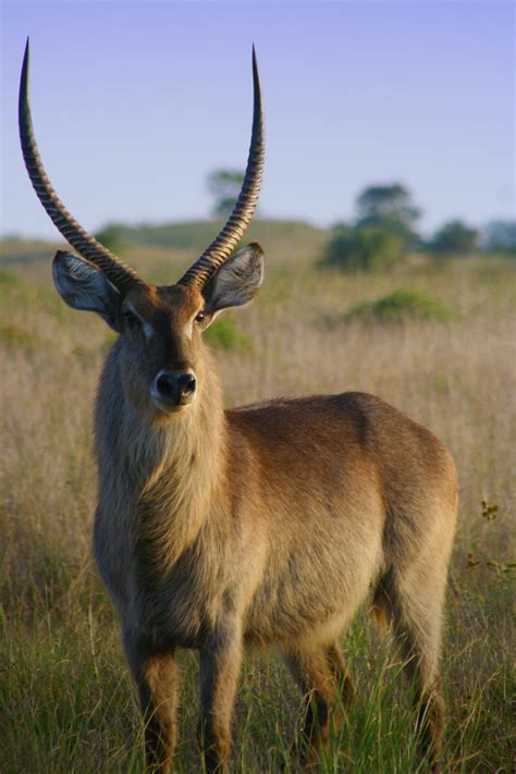 Free Images : prairie, animal, wildlife, horn, mammal, fauna, antelope, grassland, vertebrate ...