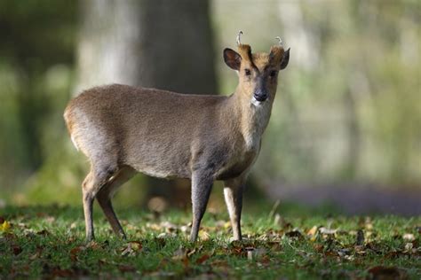 Muntjac Deer (Muntiacus) | about animals