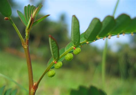 Phyllanthus Niruri at Rs 25/kilogram | Phyllanthus Niruri Plants ...