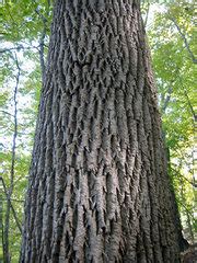 Trees of Pennsylvania · iNaturalist