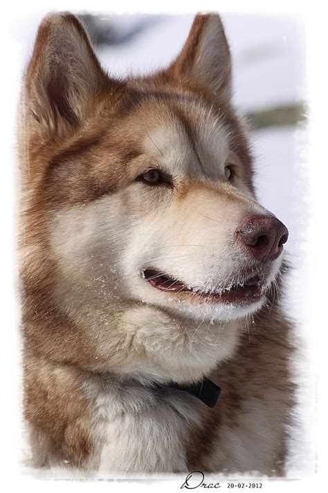 Alaskan Malamute | por DVillaverde_ZUKO | Siberian husky, Siberian ...