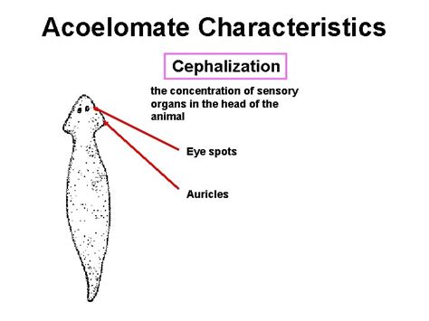 How does Cnidaria fit in Cnidaria Porifera 3