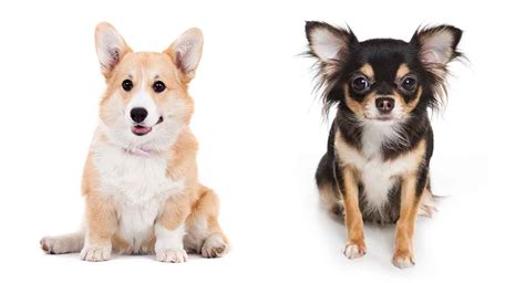 Corgi Chihuahua Mix – Is the Cohuahua Your Next Pet?