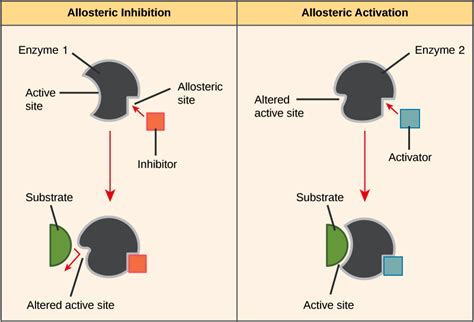 Noncompetitive Enzyme Inhibitors