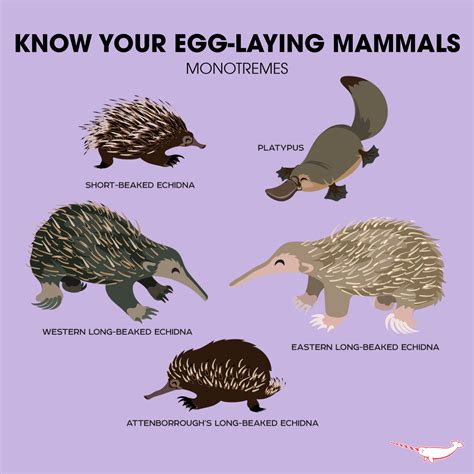 Who isn't excited by egg-laying mammals? This is a great intro to evolution in the elementary ...