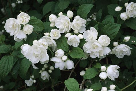 10 Best Shrubs With White Flowers | White flowers garden, Bush with ...