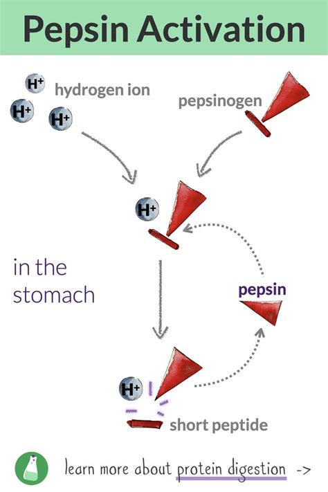 Pepsin activation diagram. In the stomach, pepsinogen becomes pepsin, due to acidic gastric ...