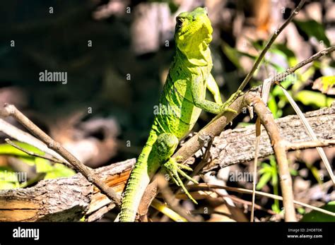 Common basilisk lizard (Basiliscus basiliscus), Rincon de la Vieja ...