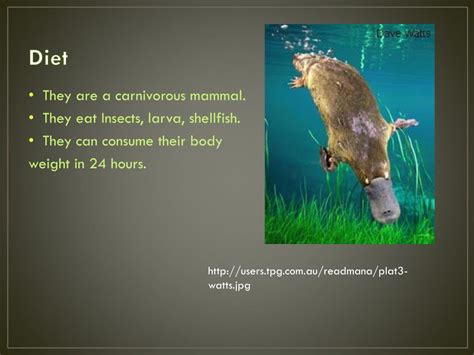 PPT - Platypus PowerPoint Presentation, free download - ID:2463443