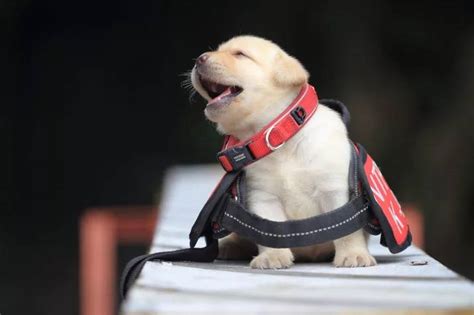 The New Taipei Police Department K9 Unit Puppies Were Introduced To The ...