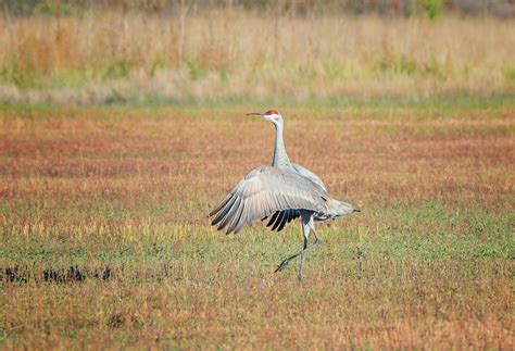 Dancing Crane Photograph by Loree Johnson - Fine Art America