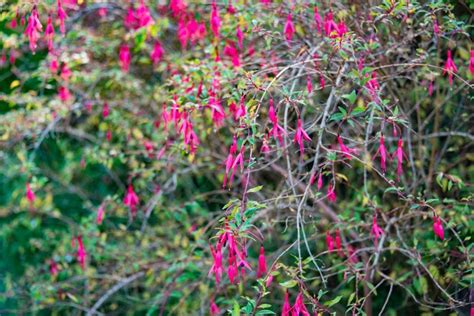 How to Revive a Fuchsia Plant (When It Starts to Wilt)? - The Practical Planter