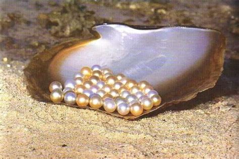 PEARLS OF THE PHILIPPINES | Pearls, Oyster pearl, Philippines