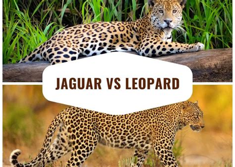 The top 12 major differences between a jaguar and a leopard. #jaguar #leopard #facts #wildlife # ...