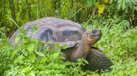 Ecuador fears Galapagos tortoises were hunted and eaten - BBC News