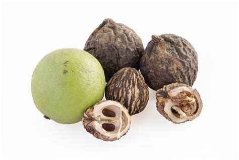 Black Walnut Hulls - Natural Health News