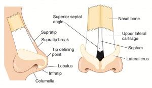 Rhinoplasty and Nasal Valve Surgery - Fort Worth ENT & Sinus