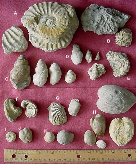 Fossils from the Glen Rose Limestone