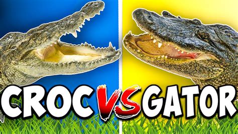 Alligator vs Crocodile: What's The Difference? - YouTube