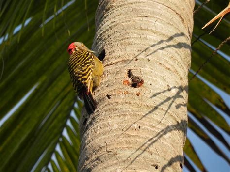 Birds of the Dominican Republic